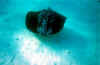 fihalohi sottomarina 3.JPG (30069 byte)