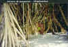 mangrovie a madivarhoo 2.jpg (63982 byte)