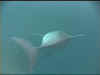 D1.jpg (125473 byte)