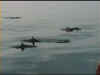 D2.jpg (127499 byte)