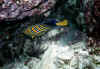 Olhuvelibis04.jpg (59900 byte)