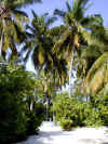 05020221.jpg (37574 byte)