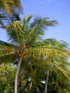 05020243.jpg (31967 byte)