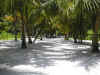 05030292.jpg (31183 byte)
