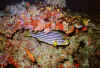 k_fisch3_n.jpg (48777 byte)