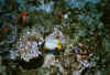 k_fische11_n.jpg (44068 byte)