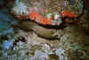 k_fische6_n.jpg (45652 byte)