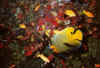 k_fische7_n.jpg (42600 byte)