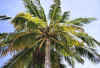 k_palme1_n.jpg (46743 byte)