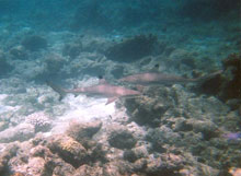 isole maldive foto photo informazioni consigli utili alimatha resort isola di alimatha atollo di felidhoo by Ambro&Giuse&Teo maggio 2005