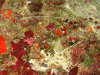 isole maldive fotografie immersioni by enzo spina informazioni consigli utili bathala resort isola di bathalaa atollo di ari nord by Claudia&Dario di www.tuttomaldive.it gruppo novembre dicembre 2006