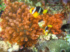 isole maldive fotografie immersioni by enzo spina informazioni consigli utili bathala resort isola di bathalaa atollo di ari nord by Claudia&Dario di www.tuttomaldive.it gruppo novembre dicembre 2006
