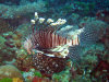 isole maldive fotografie immersioni by enzo spina informazioni consigli utili bathala resort isola di bathalaa atollo di ari nord by Claudia&Dario di www.tuttomaldive.it gruppo novembre dicembre 2006