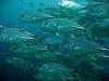 isole maldive fotografie immersioni by enzo spina informazioni consigli utili bathala resort isola di bathalaa atollo di ari nord by Claudia&Dario di www.tuttomaldive.it gruppo novembre dicembre 2006