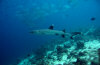 isole maldive fotografie immersioni by enzo spina informazioni consigli utili bathala resort isola di bathalaa atollo di ari nord by Claudia&Dario di www.tuttomaldive.it gruppo novembre dicembre 2006