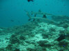 isole maldive fotografie immersioni by enzo spina informazioni consigli utili bathala resort isola di bathalaa atollo di ari nord by Claudia&Dario di www.tuttomaldive.it gruppo novembre dicembre 2006