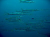 isole maldive fotografie immersioni by enzo spina informazioni consigli utili bathala resort isola di bathalaa atollo di ari nord by Claudia&Dario di www.tuttomaldive.it gruppo novembre dicembre 2006