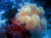 isole maldive fotografie immersioni by enzo spina informazioni consigli utili bathala resort isola di bathalaa atollo di ari nord by Claudia&Dario di www.tuttomaldive.it gruppo novembre dicembre 2006