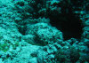isole maldive fotografie immersioni by enzo spina informazioni consigli utili bathala resort isola di bathalaa atollo di ari nord by Claudia&Dario di www.tuttomaldive.it gruppo novembre dicembre 2006
