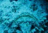 isole maldive fotografie immersioni by enzo spina informazioni consigli utili bathala resort isola di bathalaa atollo di ari nord by Claudia&Dario di www.tuttomaldive.it gruppo novembre dicembre 2006