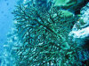 isole maldive fotografie immersioni by enzo spina informazioni consigli utili bathala resort isola di bathalaa atollo di ari nord by Claudia&Dario di www.tuttomaldive.it gruppo novembre dicembre 2006