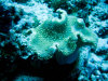 isole maldive fotografie immersioni by enzo spina informazioni consigli utili bathala resort isola di bathalaa atollo di ari nord by Claudia&Dario di www.tuttomaldive.it gruppo novembre dicembre 2006