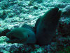 isole maldive fotografie immersioni by enzo spina informazioni consigli utili bathala resort isola di bathalaa atollo di ari nord by Claudia&Dario di www.tuttomaldive.it gruppo novembre dicembre 2006