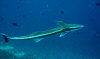 isole maldive fotografie immersioni by enzo spina informazioni consigli utili bathala resort isola di bathalaa atollo di ari nord by Claudia&Dario di www.tuttomaldive.it gruppo novembre dicembre 2006