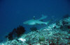 isole maldive fotografie immersioni by enzo spina informazioni consigli utili bathala resort isola di bathalaa atollo di ari nord by Claudia&Dario di www.tuttomaldive.it gruppo novembre dicembre 2006