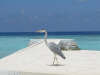 Le foto, il racconto e i consigli utili del viaggio al dhiggiri resort atollo di felidhoo nel marzo 2005 by Lucia&Paolo