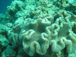 maldive fotografie informazioni consigli utili isole maldive dhonveli resort isola di kanu huraa atollo di male nord luglio 2006 by Riccardo, Mina e Bea