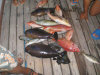 maldive fotografie informazioni consigli utili isole maldive dhonveli resort isola di kanu huraa atollo di male nord luglio 2006 by Riccardo, Mina e Bea