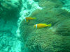 maldive fotografie informazioni consigli utili isole maldive dhonveli resort isola di kanu huraa atollo di male nord luglio 2006 by Riccardo, Mina e Bea