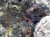 maldive fotografie informazioni consigli utili isole maldive dhonveli resort isola di kanu huraa atollo di male nord luglio 2006 by Riccardo, Mina e Bea