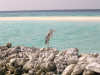 foto photo informazioni consigli utili isole maldive eriyadu island resort isola di eriyadhoo atollo di male nord marzo 2004 by Roby&Andrea