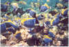 foto photo informazioni consigli utili isole maldive eriyadu island resort isola di eriyadhoo atollo di male nord marzo 2004 by Roby&Andrea