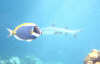 foto photo informazioni consigli utili isole maldive eriyadu island resort isola di eriyadhoo atollo di male nord marzo 2004 by Roby&Andrea