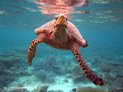 fotografie video informazioni notizie e consigli utili isole maldive eriyadu island resort isola di eriyadhoo atollo di male nord by Claudia&Dario di www.tuttomaldive.it gruppo luglio 2008