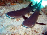 isole maldive immersioni sub : squali