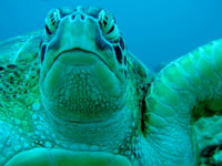isole maldive immersioni sub : tartaruga