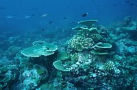 Prime mortalit massive a carico di Acropora e Pocillopora sulla piattaforma corallina.
