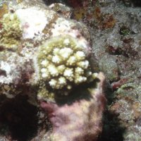 Piccola colonia di Pocillopora recentemente insediata tra alghe corallinacee che incrostano a loro volta un ramo di corallo morto
