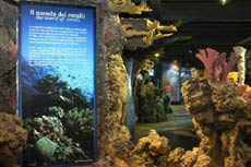 inaugurata all'acquario di genova la nuova area espositiva dedicata al meraviglioso mondo dei coralli