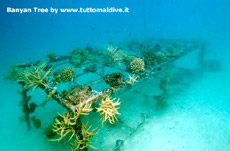 notizie e news isole maldive novit sui reef con il recupero dei corallli a banyan tree vabbinfaru, angsana ihuru e velavaru notizie in diretta dalle maldive