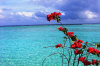 Le fotografie, il racconto, le notizie e i consigli utili del viaggio al kani club med isola di kanifinolhu atollo di male nord febbraio 2008 racconto di anna (utente forum maldive anna_fcj)