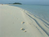 isole maldive fotografie informazioni notizie isole maldive kuramathi village resort isola di kuramathi atollo di rasdhoo e kandholhudhoo atollo di ari nord nel gennaio 2007 by Ylenia e Michele utente forum maldive gattolibero