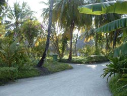 isole maldive fotografie informazioni notizie isole maldive kuramathi village resort isola di kuramathi atollo di rasdhoo e kandholhudhoo atollo di ari nord nel gennaio 2007 by Ylenia e Michele utente forum maldive gattolibero