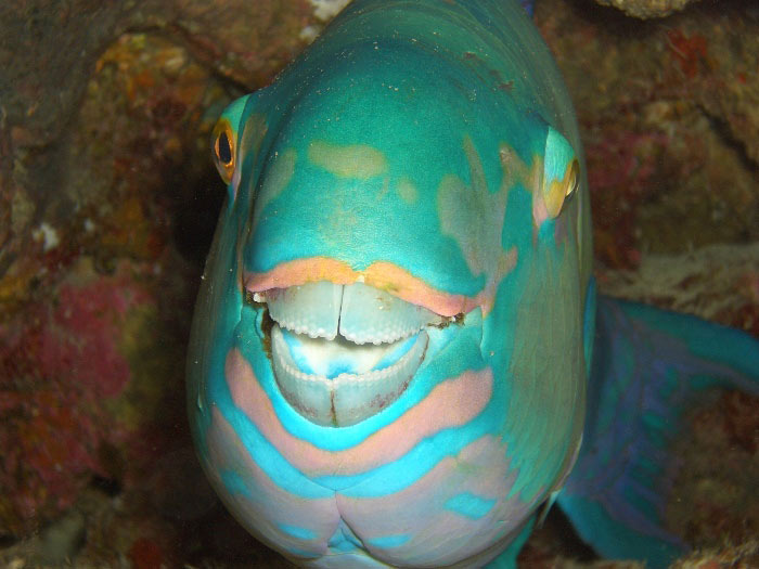 madoogali%20pesce%20pappagallo.jpg