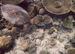 isole maldive fotografie video informazioni notizie e consigli utili moofushi resort isola di moofushi atollo di ari sud nel luglio 2007 by Paola Fabrizio con il gruppo tuttomaldive