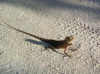 isole maldive palm beach resort foto photo informazioni isola di madhiriguraidhoo atollo di lhaviyani by Mariella maggio 2004
